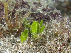 Caulerpa prolifera
