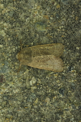 Ulolonche culea