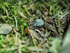 Otiorhynchus rugosostriatus