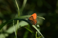 Lycaena thersamon