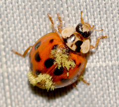 Hesperomyces harmoniae