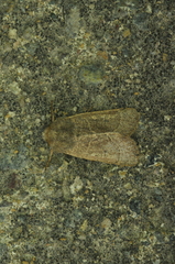 Ulolonche culea