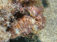 Hippocampus hippocampus