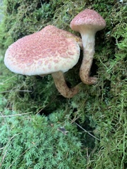 Suillus spraguei