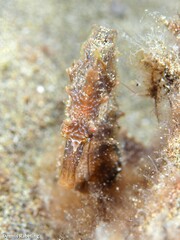 Hippocampus hippocampus