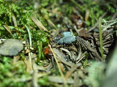 Otiorhynchus rugosostriatus