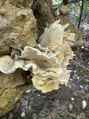 Bondarzewia berkeleyi