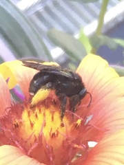 Melissodes bimaculatus