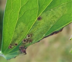 Phytomyza aquilegiae
