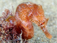 Hippocampus hippocampus