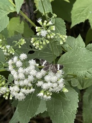 Trichodezia albovittata