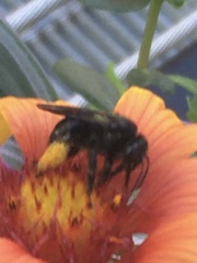 Melissodes bimaculatus