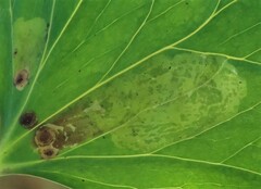 Phytomyza aquilegiae