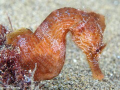 Hippocampus hippocampus