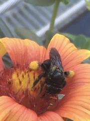 Melissodes bimaculatus