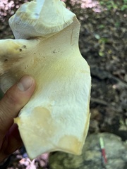 Bondarzewia berkeleyi