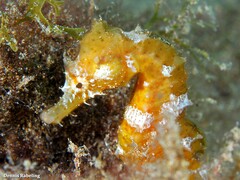 Hippocampus hippocampus