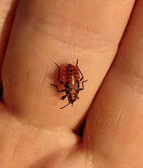 Spilostethus saxatilis