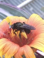 Melissodes bimaculatus