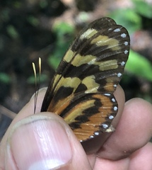 Mechanitis polymnia lycidice