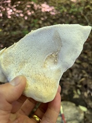 Bondarzewia berkeleyi