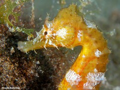 Hippocampus hippocampus