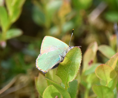 Callophrys rubi