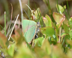 Callophrys rubi