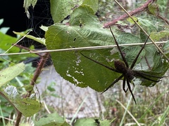 Dolomedes vittatus