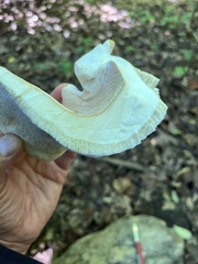 Bondarzewia berkeleyi