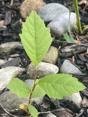 Styracaceae