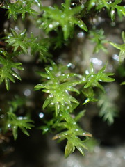 Aongstroemiaceae