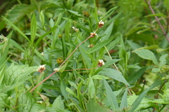 Persicaria sagittata