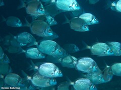Diplodus vulgaris