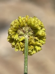 Eriogonum brevicaule nanum