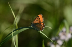 Lycaena thersamon