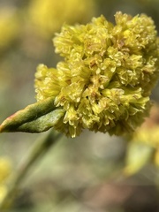 Eriogonum brevicaule nanum