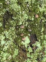 Mycena corticola