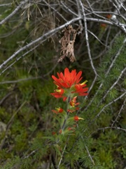 Castilleja coccinea