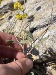 Eriogonum brevicaule nanum