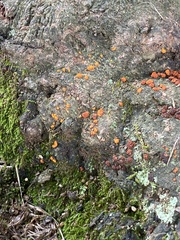 Amphilogia gyrosa