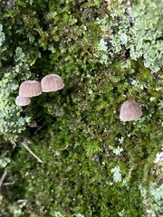 Mycena meliigena
