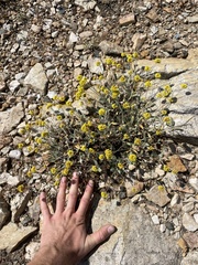 Eriogonum brevicaule nanum