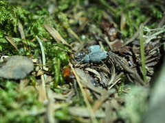 Otiorhynchus rugosostriatus