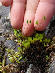 Ptychostomum pseudotriquetrum