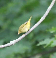 Setophaga petechia