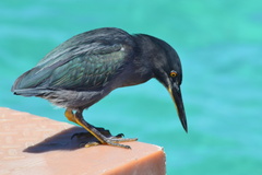 Butorides striata sundevalli