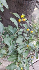 Solanum diphyllum