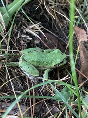 Hyla versicolor