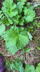 Geum macrophyllum